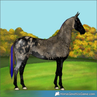 Horse Color:Void Painted Buckskin Ice Dun Splash Blanket Rabicano 