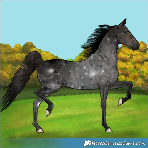 Horse Color:Void Midnight Bay Ice Roan Splash Tobiano 
