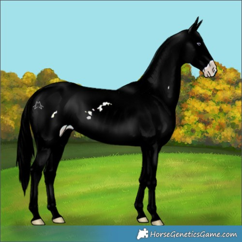 Horse Color:White Spotted Midnight Cremello Chinchilla Onyx Snowcap 