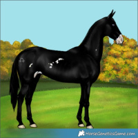 Horse Color:White Spotted Midnight Cremello Chinchilla Onyx Snowcap 