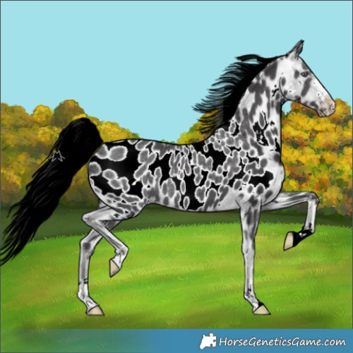 Horse Color:Silver Smoky Black Chinchilla Appaloosa 