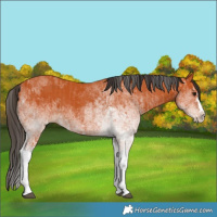 Horse Color:White Spotted Bay Splash  and White Spotted Bay Splash 