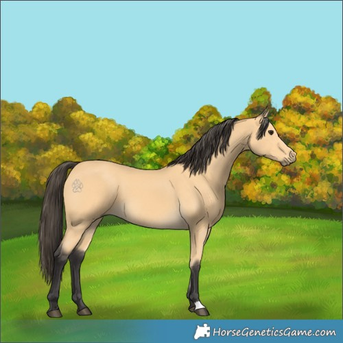 Horse Color:Buckskin 