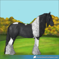 Horse Color:Black Tobiano Rabicano 
