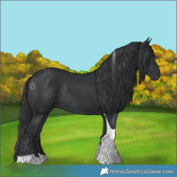 Horse Color:Black Tobiano Rabicano 