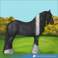Horse Color:Black Tobiano Rabicano