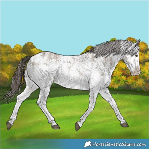 Horse Color:White Spotted Liver Red Dun Sabino Rabicano 