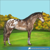 Horse Color:Gray White Spotted Liver Red Dun Mushroom Sabino Appaloosa Rabicano Brindle 