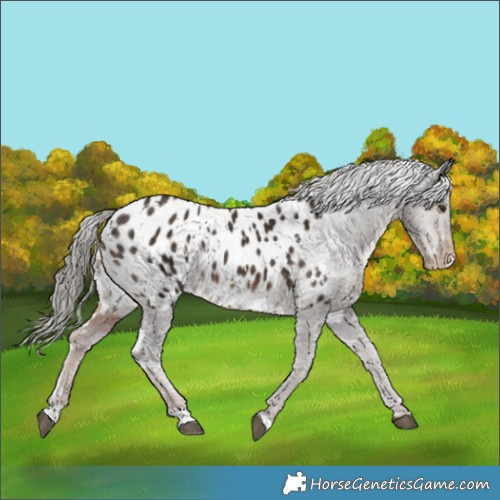 Horse Color:White Spotted Liver Chestnut Mushroom Appaloosa Rabicano 