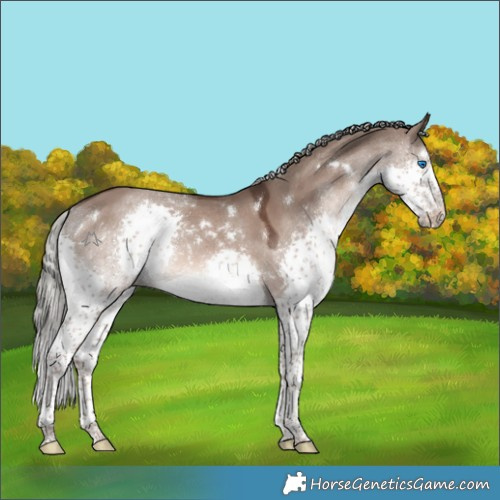 Horse Color:White Spotted Liver Red Dun Mushroom Sabino Splash Rabicano 