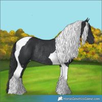 Horse Color:Black Tobiano Rabicano 
