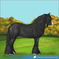 Horse Color:Black Splash