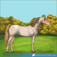Horse Color:Red Roan Appaloosa 