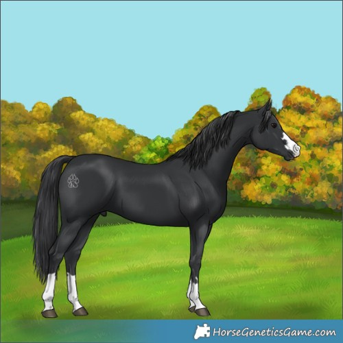 Horse Color:Black 