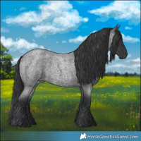 Horse Color:Blue Roan 