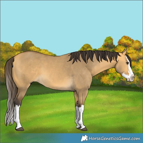 Horse Color:Buckskin Dun Splash 