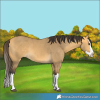 Horse Color:Buckskin Dun Splash 