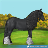 Horse Color:Black Tobiano Rabicano