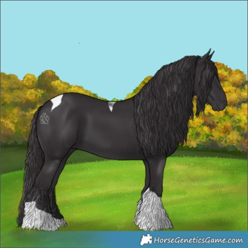 Horse Color:Smoky Black Tobiano