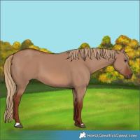 Horse Color:Red Dun 