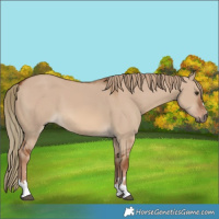 Horse Color:Red Dun 