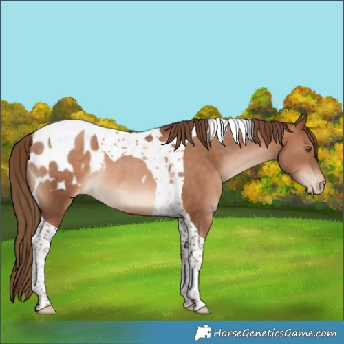 Horse Color:Brown Pearl Tobiano Appaloosa Rabicano