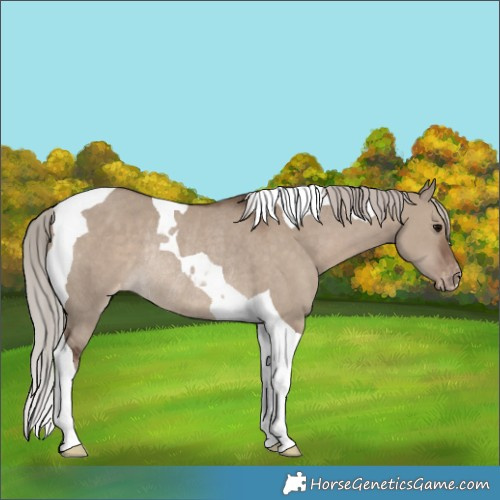 Horse Color:Silver Grullo Tobiano Appaloosa Rabicano