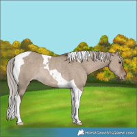 Horse Color:Silver Grullo Tobiano Appaloosa Rabicano