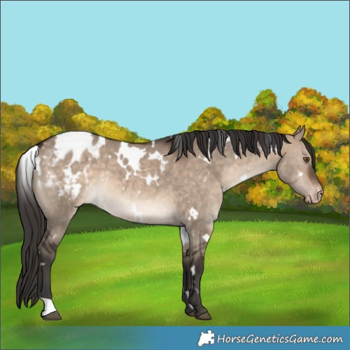 Horse Color:White Spotted Bay Dun Appaloosa Rabicano