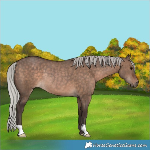 Horse Color:Silver Brown Dun Rabicano 