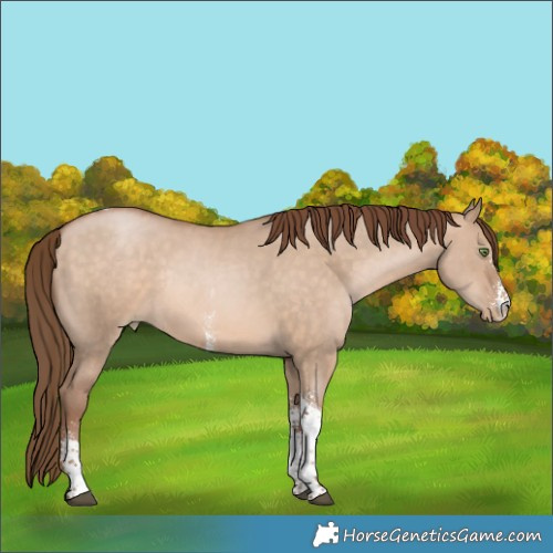 Horse Color:Brown Pearl Dun Sabino Tobiano Rabicano