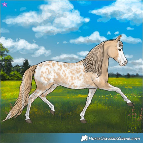 Horse Color:Red Dun Appaloosa and Red Dun Splash Appaloosa