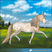 Horse Color:Red Dun Appaloosa and Red Dun Splash Appaloosa