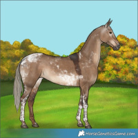 Horse Color:Gray White Spotted Liver Red Dun Mushroom Tobiano 