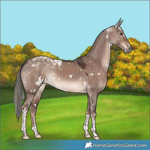 Horse Color:White Spotted Liver Red Dun Mushroom Tobiano 