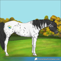 Horse Color:Black Tobiano Near Leopard