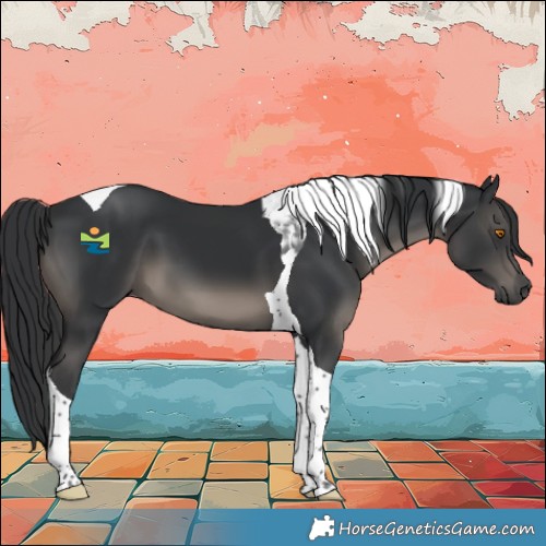 Horse Color:Black Tobiano 