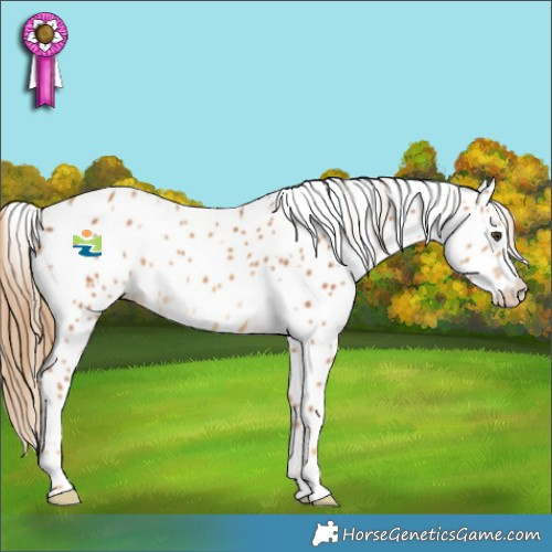 Horse Color:Chestnut Appaloosa
