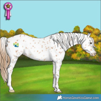Horse Color:Chestnut Appaloosa 