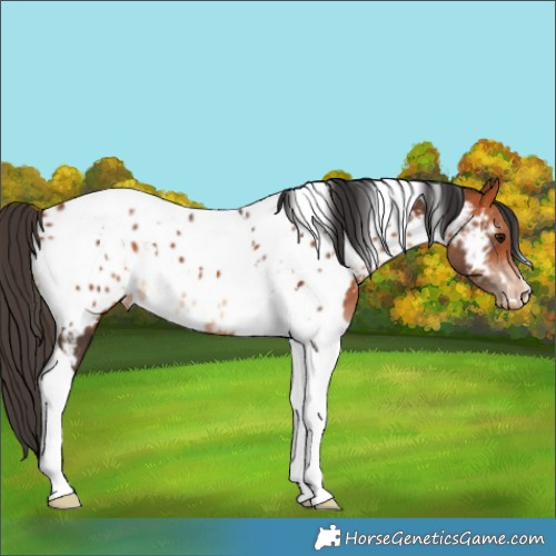 Horse Color:White Spotted Bay Tobiano Appaloosa