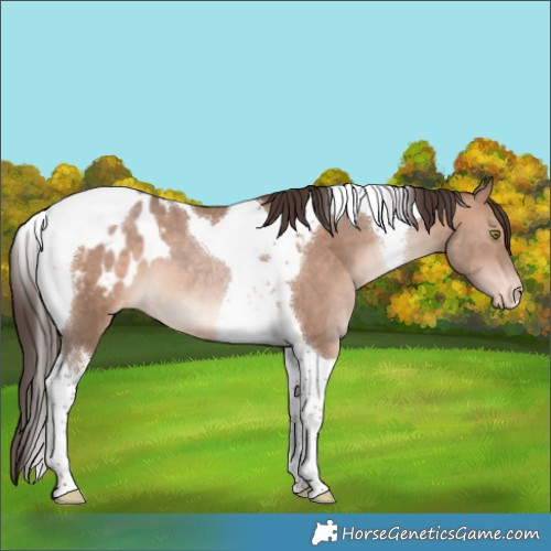 Horse Color:Sable Champagne Tobiano Appaloosa 