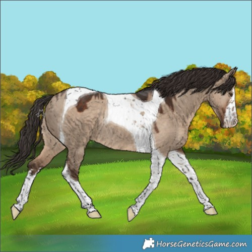 Horse Color:White Spotted Liver Red Dun Tobiano Rabicano 