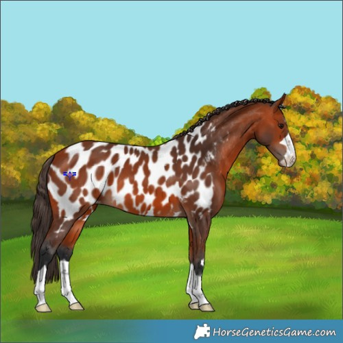 Horse Color:Bay Appaloosa 