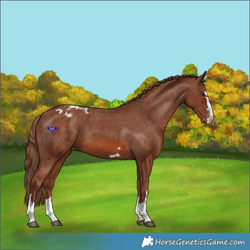 Horse Color:Chestnut Appaloosa 