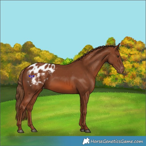 Horse Color:Chestnut Appaloosa 