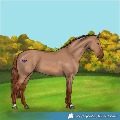 Horse Color:Red Dun 