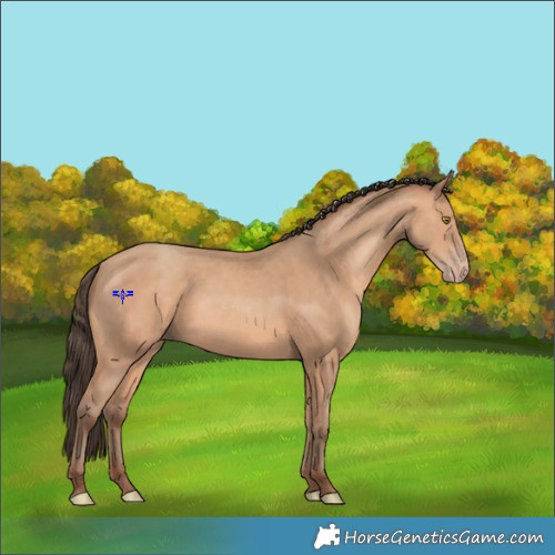 Horse Color:Amber Champagne 