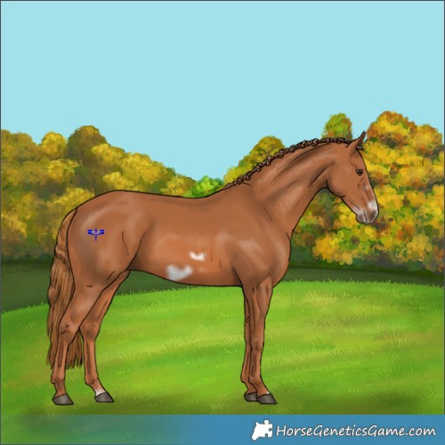 Horse Color:Chestnut Frame