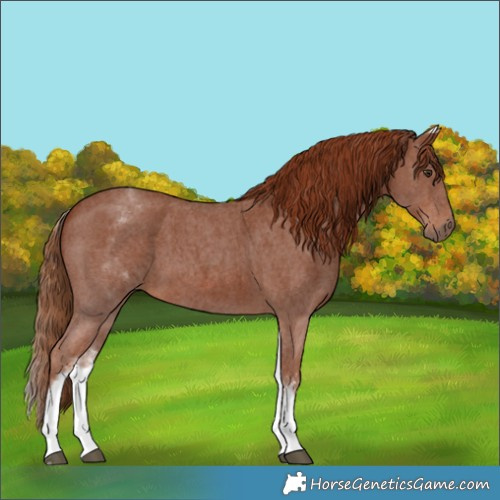 Horse Color:White Spotted Chestnut Sabino 