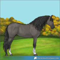 Horse Color:Grullo Sabino Rabicano